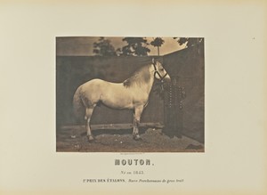 Mouton by Adrien Alban Tournachon, created 1860. Download this artwork as a high-resolution wallpaper for desktop, tablet, or mobile. — Adrien Alban Tournachon Wallpaper