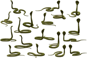 Grüne Kobras mit erhobenen Kapuzen in verschiedenen zusammengerollten Posen vor schwarzem Hintergrund. — Cobra paket Bild Wallpaper