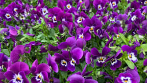 Giardino Floreale Viola