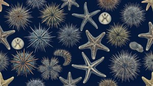 Motivo geometrico senza cuciture di echinodermi su sfondo blu marino.