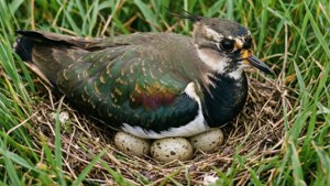 Uma ave-frango sentada em um ninho com ovos, camuflada na grama.