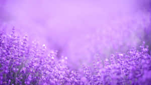 Campo Floreale Viola