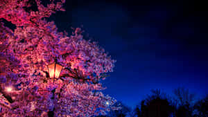 Cherry blossoms lit by a lantern under a dark blue night sky.