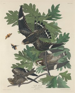 Night Hawk by Jr. Robert Havell, created 1832, in hand-colored engraving and aquatint on Whatman wove paper. Download this artwork as a high-resolution wallpape — Jr. Robert Havell Wallpaper