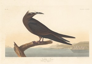 Noddy Tern by Jr. Robert Havell, created 1835, in hand-colored engraving and aquatint on Whatman wove paper. Download this artwork as a high-resolution wallpape — Jr. Robert Havell Wallpaper