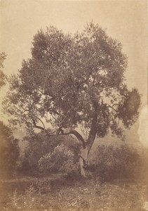 [Oak Tree] by Sir Coutts Lindsay, created about 1850. Download this artwork as a high-resolution wallpaper for desktop, tablet, or mobile.