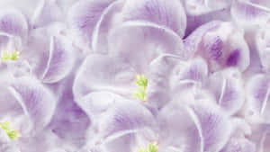 Petali Floreali Viola Morbidi
