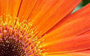 Close-up of an orange daisy with yellow stamens and pink florets. — Orange Aesthetic Picture