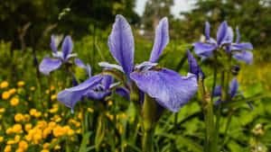 Purple irises with yellow flowers in a green garden — Orchids Wallpaper