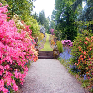 A winding gravel path through a colorful garden with blooming flowers and tall trees. — Garden Wallpaper