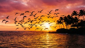 Un coucher de soleil vibrant sur le Pacifique avec des oiseaux marins en vol et des silhouettes de palmiers.