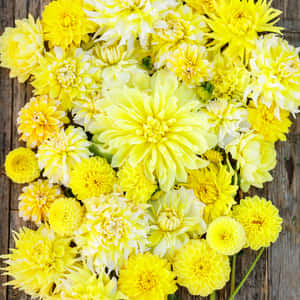 Gula och cremefärgade dahlia-blommor på väderbiten träyta — Blek gul bakgrund Bakgrunder