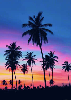 Palm trees silhouetted against a colorful sunset sky. — Palm Tree Sunset Wallpaper