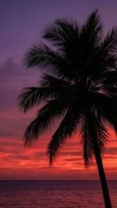 Silhouette of a palm tree at sunset over the ocean with vibrant purple and red sky. — Summer Pfp Wallpaper
