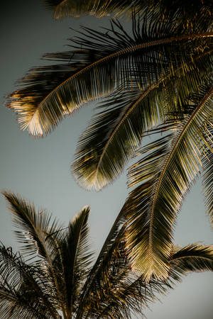 Frondes de palmeira banhadas em luz solar dourada contra um céu azul claro. — Palm Sunday Fotos