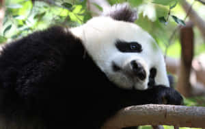 A giant panda resting its head on a tree branch in a forest. — Aesthetic Grunge Laptop Background