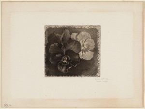 Pansies by James David Smillie, created 1890, in aquatint in black on cardboard. Download this artwork as a high-resolution wallpaper for desktop, tablet, or mo