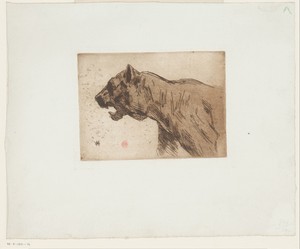 Panter by Henri Charles Guérard, created 1856 - 1897, in paper; etching; roulette; aquatint. Download this artwork as a high-resolution wallpaper for desktop, t