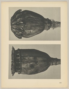 Papaver by Karl Blossfeldt, created 1928, in photogravure. Download this artwork as a high-resolution wallpaper for desktop, tablet, or mobile. — Art Picture