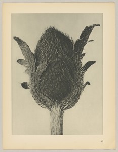 Papaver orientale by Karl Blossfeldt, created 1928, in photogravure. Download this artwork as a high-resolution wallpaper for desktop, tablet, or mobile. — Art Picture