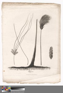Papyrus by James Heath, in Etching and engraving on medium, moderately textured, cream laid paper. Download this artwork as a high-resolution wallpaper for desk — James Heath Wallpaper
