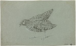 Partridge by Jean-Baptiste Oudry, created n.d., in Black chalk, heightened with white chalk, on blue laid paper. Download this artwork as a high-resolution wall — Illustration Background