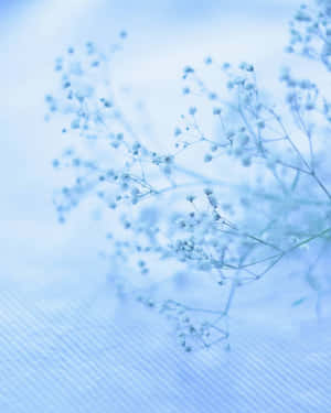 Baby's breath-blomster i myke blåtoner på teksturert stoffbakgrunn.