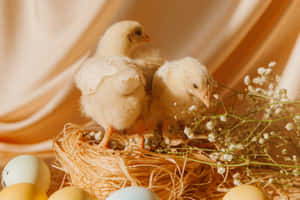 Two baby chicks in a straw nest with eggs and baby's breath flowers.