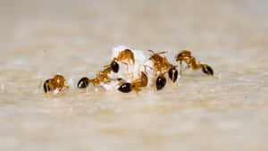 Ameisen arbeiten zusammen, um Zuckerkörner über eine beige Oberfläche zu tragen. — Pavement Ant Wallpaper