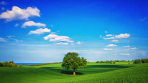 Un solo árbol en un campo verde exuberante bajo un cielo azul claro con nubes dispersas. — 4K Pc Fondos de pantalla