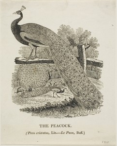 Peacock by Thomas Bewick, created n.d., in Woodcut on ivory wove paper. Download this artwork as a high-resolution wallpaper for desktop, tablet, or mobile. — Art Picture