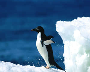 Pinguim-de-adélia em pé na neve perto de bloco de gelo — Magellanic Penguin Papéis de Parede