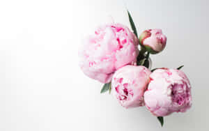 Peonías rosas con tallos verdes sobre un fondo blanco — Lindo Floral Fondos de pantalla
