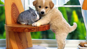 Un chiot et un lapin blottis sur une chaise en bois près d'une fenêtre. — Puppy Dog Pals Fonds d'écran