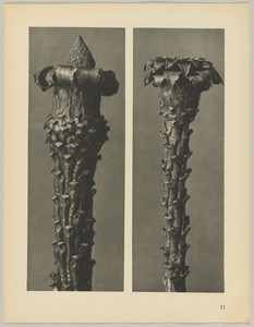 Picea excelsa by Karl Blossfeldt, created 1928, in photogravure. Download this artwork as a high-resolution wallpaper for desktop, tablet, or mobile. — Karl Blossfeldt Wallpaper