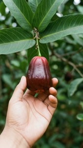 Primer plano de una mano recogiendo una fruta de nance madura de la rama.