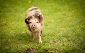 A small spotted piglet running on green grass with grass in its mouth. — Cool Piggy Background
