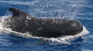 Schwarzer Delfin, der durch blaues Ozeanwasser mit Spritzern springt. — Bowhead Whale Wallpaper
