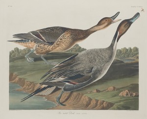 Pin-Tailed Duck by Jr. Robert Havell, created 1834, in hand-colored engraving and aquatint on Whatman wove paper. Download this artwork as a high-resolution wal — Art Wallpaper