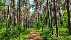 Um convidativo caminho na floresta através de uma floresta de pinheiros em Ashland County.