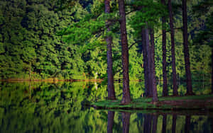 Altos pinheiros refletem em águas verdes calmas de um lago na floresta. — Lago Papéis de Parede