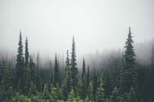 Hohe immergrüne Bäume, in nebligen Morgennebel gehüllt, in einem stillen Wald. — Foggy Forest Bilder Hintergrund Wallpaper