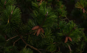 Fyrregren med grønne nåle og små brune kogler i skygge. — Branch Wallpapers