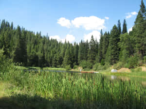 Ein ruhiger See, gesäumt von hohen grünen Bäumen unter einem hellblauen Himmel mit weißen Wolken. — Pine Tree Wallpaper