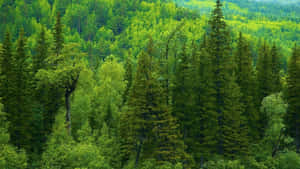 Ein dichter grüner Wald aus Kiefern- und Birkenbäumen auf sanften Hügeln tagsüber. — Pine Tree Wallpaper
