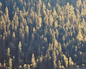 Ein dichter Wald aus Kiefern, getaucht in goldenes Sonnenlicht mit tiefgrünen Schatten. — Pine Tree Wallpaper