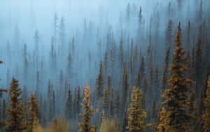 Nebeliger Kiefernwald mit goldenen Nadeln im Vordergrund — Foggy Forest Bilder Hintergrund Wallpaper