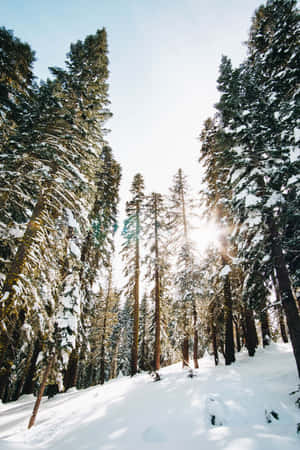 Schneebedeckte Kiefern, durch deren Äste Sonnenlicht scheint. — Pine Tree Wallpaper