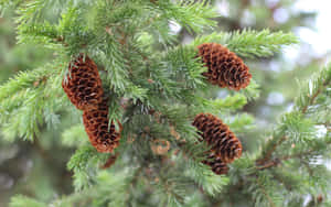 Tannenzapfen hängen an grünen Kiefernzweigen in natürlicher Umgebung. — Pine Tree Wallpaper