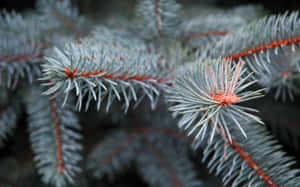 Blaufichtenzweige mit roten Stielen im weichen Fokus-Waldhintergrund — Pine Tree Wallpaper